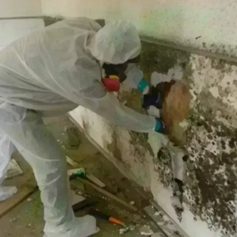 Mold Remediation and Removal in Ridgefield, WA